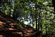 13 Bel sentiero il 153, si cammina all'ombra su tappeto di foglie in faggeta